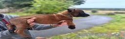 Belgian Shepherd Dog dogs for sale: KNPV Bloodline Malinois Puppies Available - Advert 3