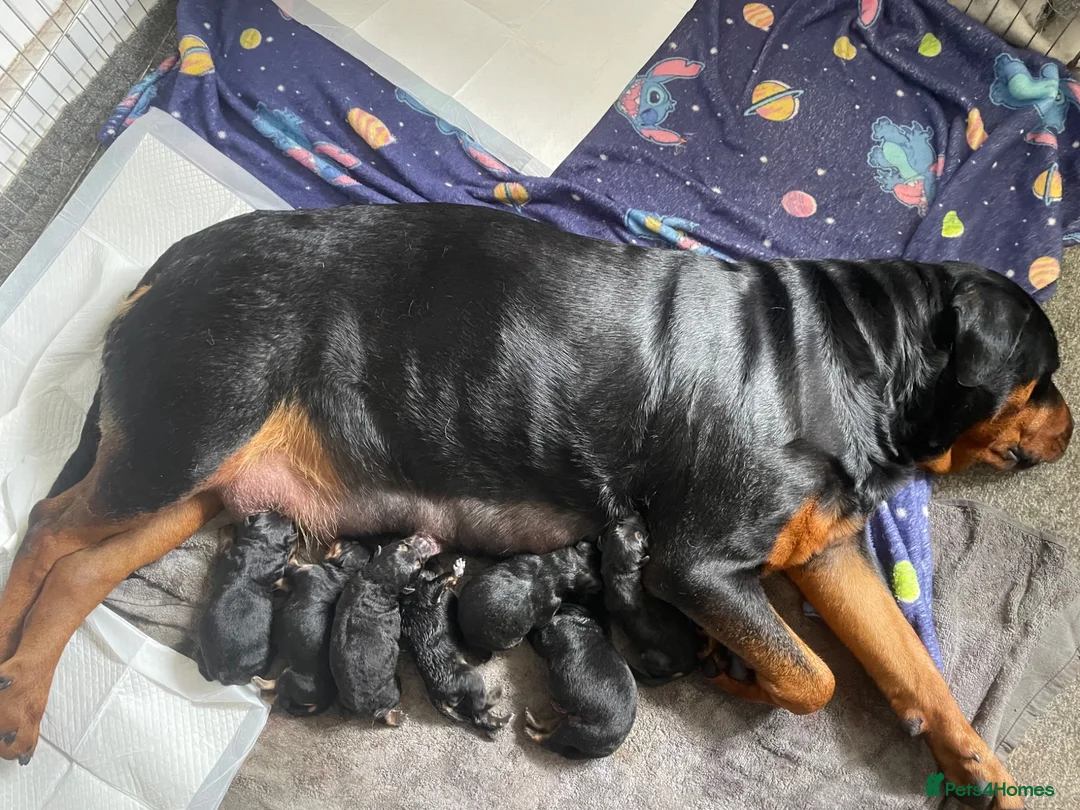 Mixed Breed dogs for sale: Beautiful rottwiler x German shepherd puppies.  - Advert 1