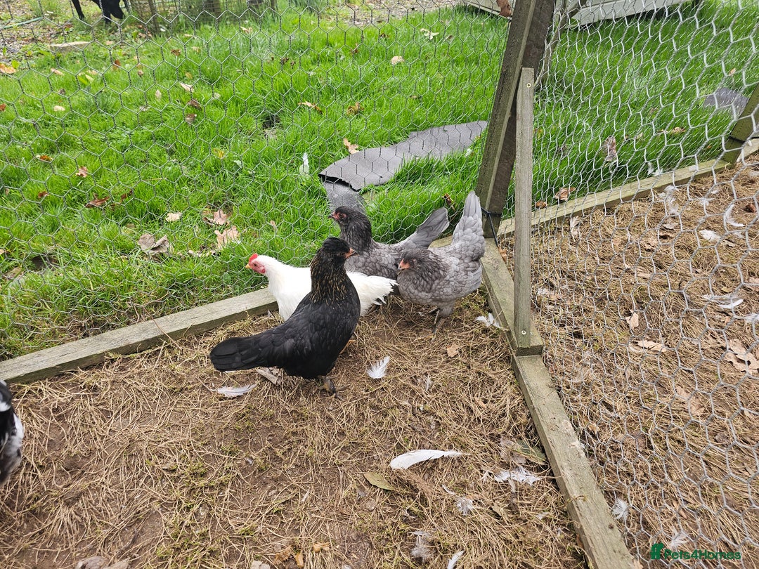 Chickens poultry for sale: Mottled Wyandottes, Le Bresse, Pita Pintas  - Image 7