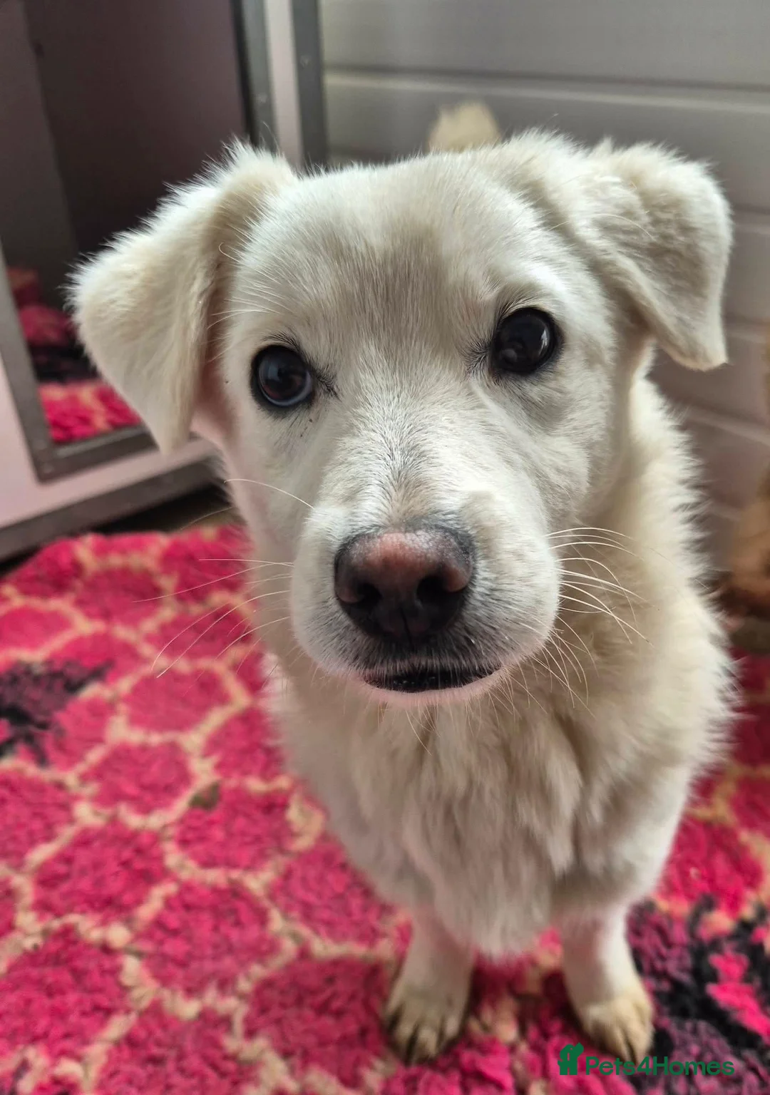 Mixed Breed dogs for adoption: Buddy - In Ayr Looking for a home  - Advert 10