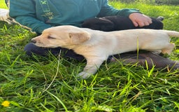 Labrador Retriever dogs for sale: KC health tested Labrador Pups  - Image 39