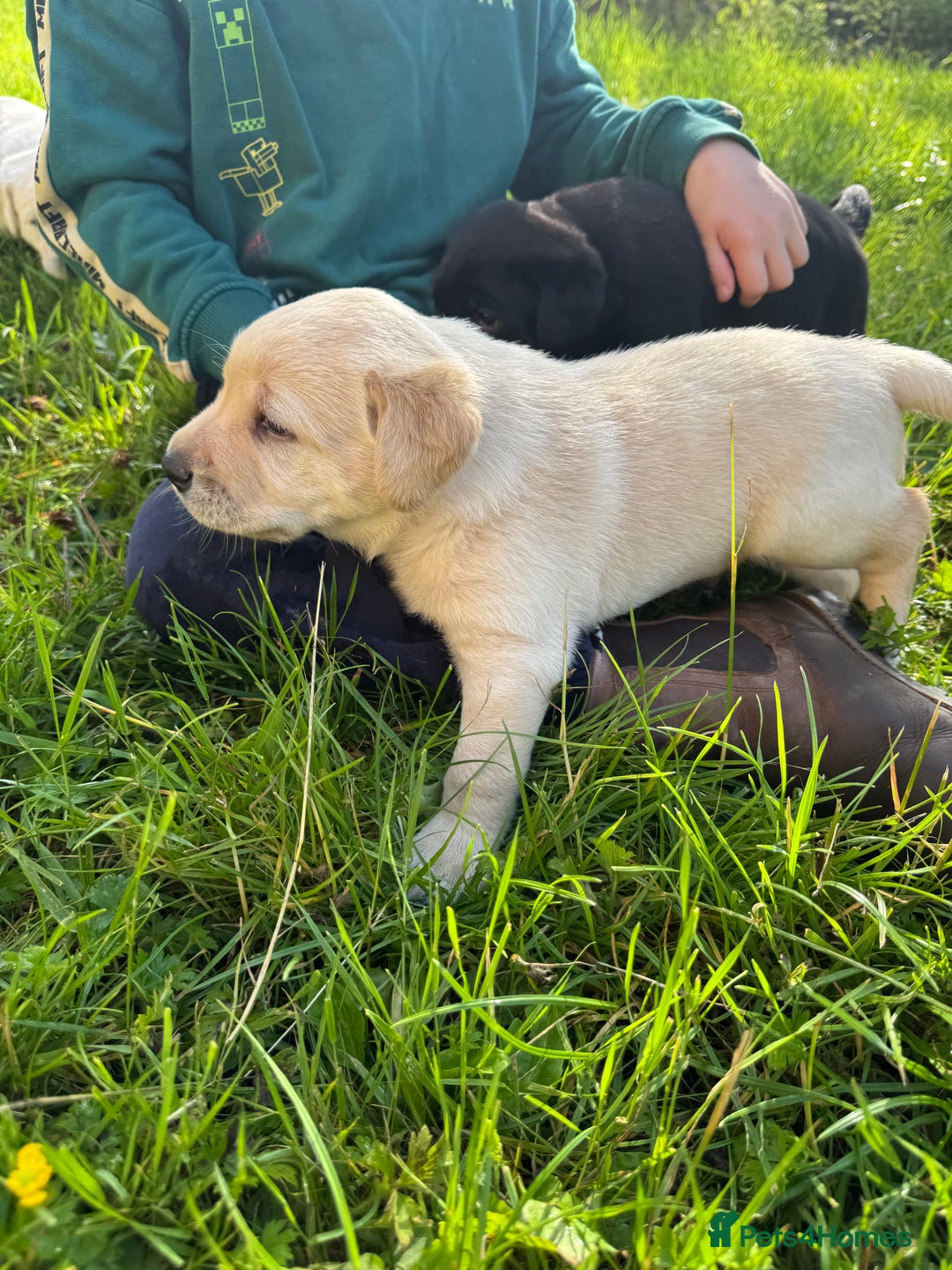 Labrador Retriever dogs for sale: KC health tested Labrador Pups  - Image 39