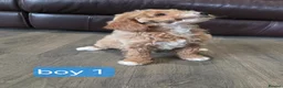 Cockapoo dogs for sale: Adorable F1 Cockapoo pups ♥️🐕🐾 in Bury Saint Edmunds - Advert 18