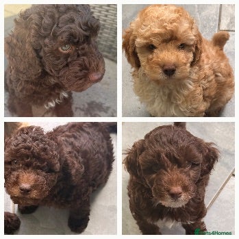 Cockapoo dogs Orla’s Beautiful F1b Cafe au Lait & Gold pups - Advert 1