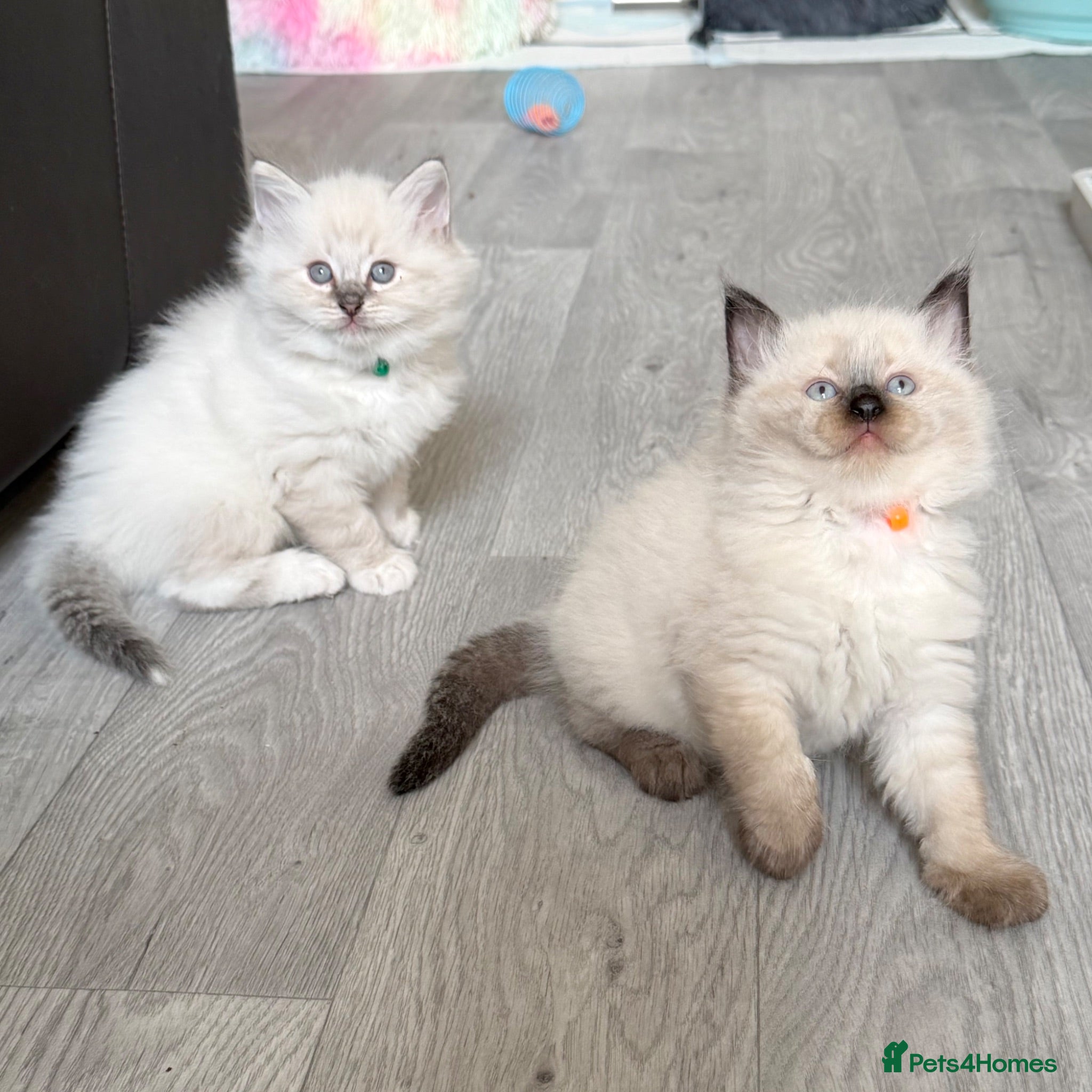 Ragdoll cats Cuddly, Affectionate, Gentle - TICA Registered - Advert 1