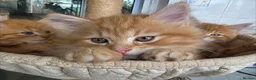 Maine Coon cats for sale: 🐱 Beautiful ginger half maine coon kittens - Advert 8