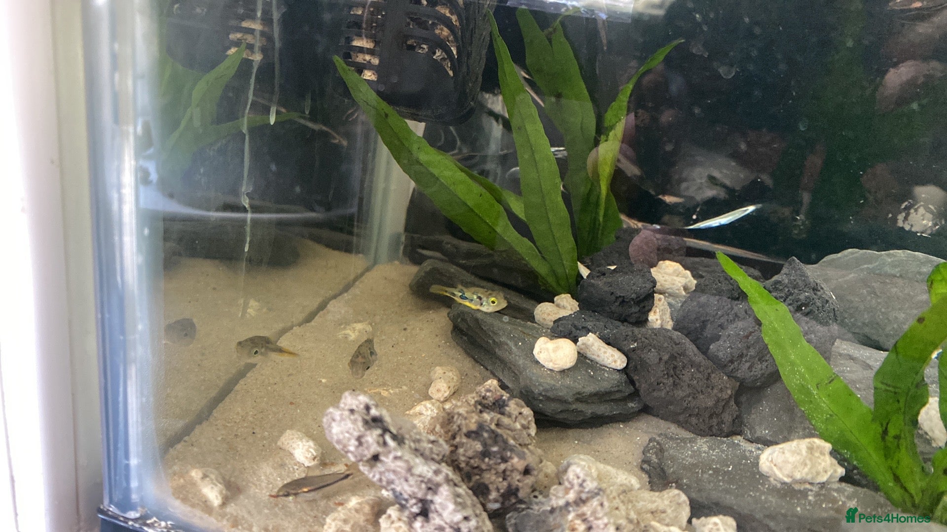 Pufferfish fish Pea puffers and dawn Cory fish  - Advert 1