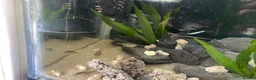 Pufferfish fish for sale: Pea puffers and dawn Cory fish  - Advert 1