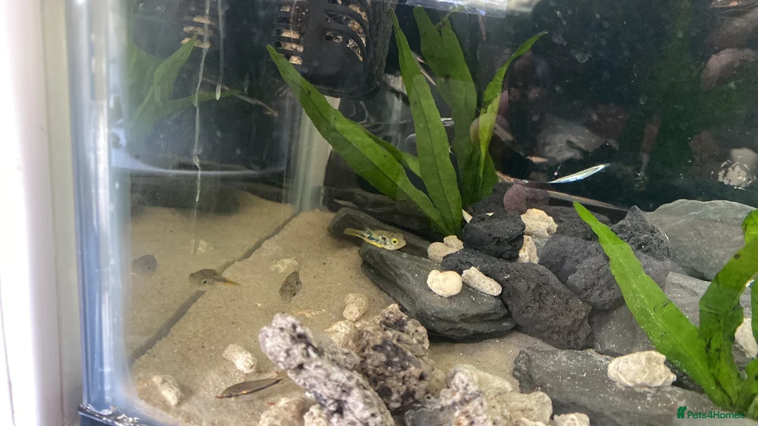 Pufferfish fish for sale: Pea puffers and dawn Cory fish  - Advert 1