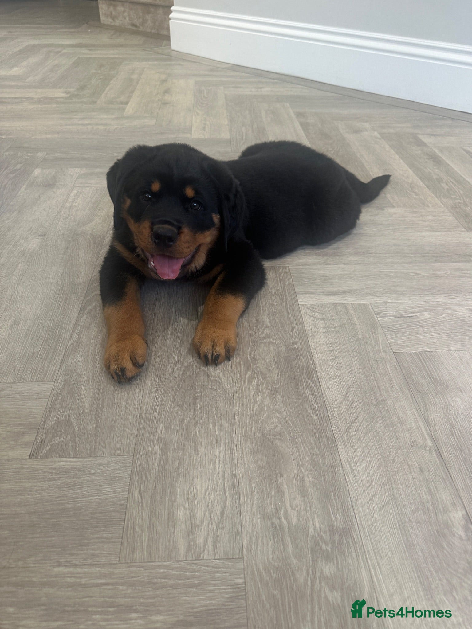 Rottweiler dogs for sale: OUTSTANDING QUALITY GERMAN ROTTWEILER PUPPIES  - Advert 1