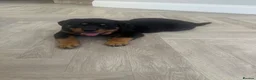 Rottweiler dogs for sale: OUTSTANDING QUALITY GERMAN ROTTWEILER PUPPIES  - Advert 1
