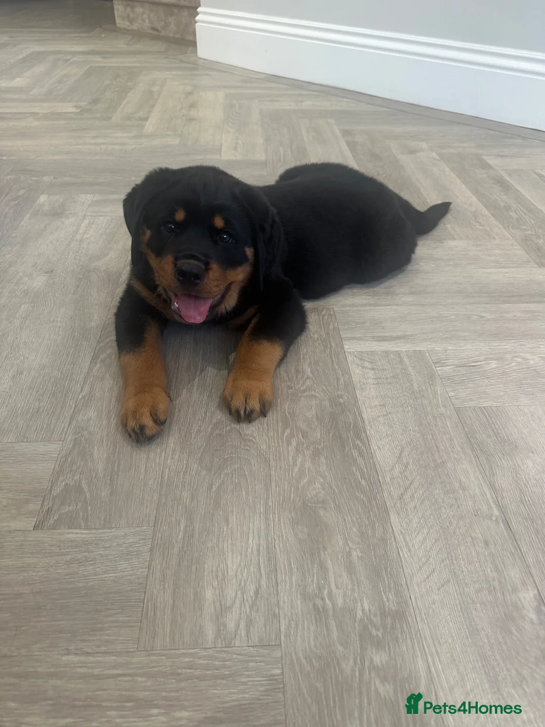 Rottweiler dogs for sale: OUTSTANDING QUALITY GERMAN ROTTWEILER PUPPIES  - Advert 1