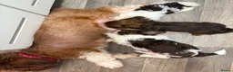 Shih Tzu dogs for sale: Imperial Shih Tzu  - Advert 1