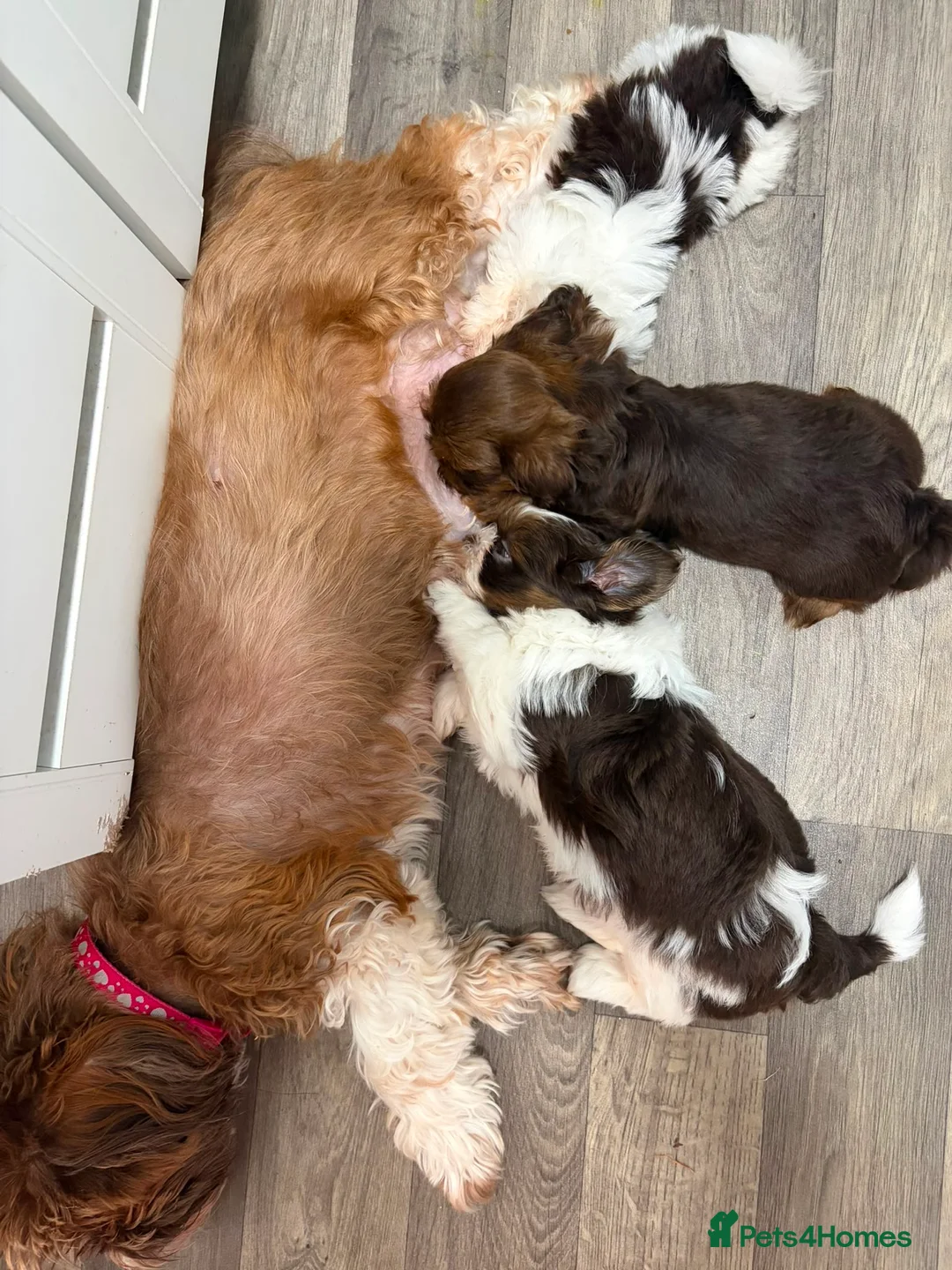 Shih Tzu dogs for sale: Imperial Shih Tzu  - Advert 1