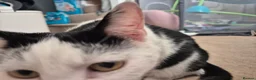 Mixed Breed cats for sale: Black and white Cat -£30 - Advert 6