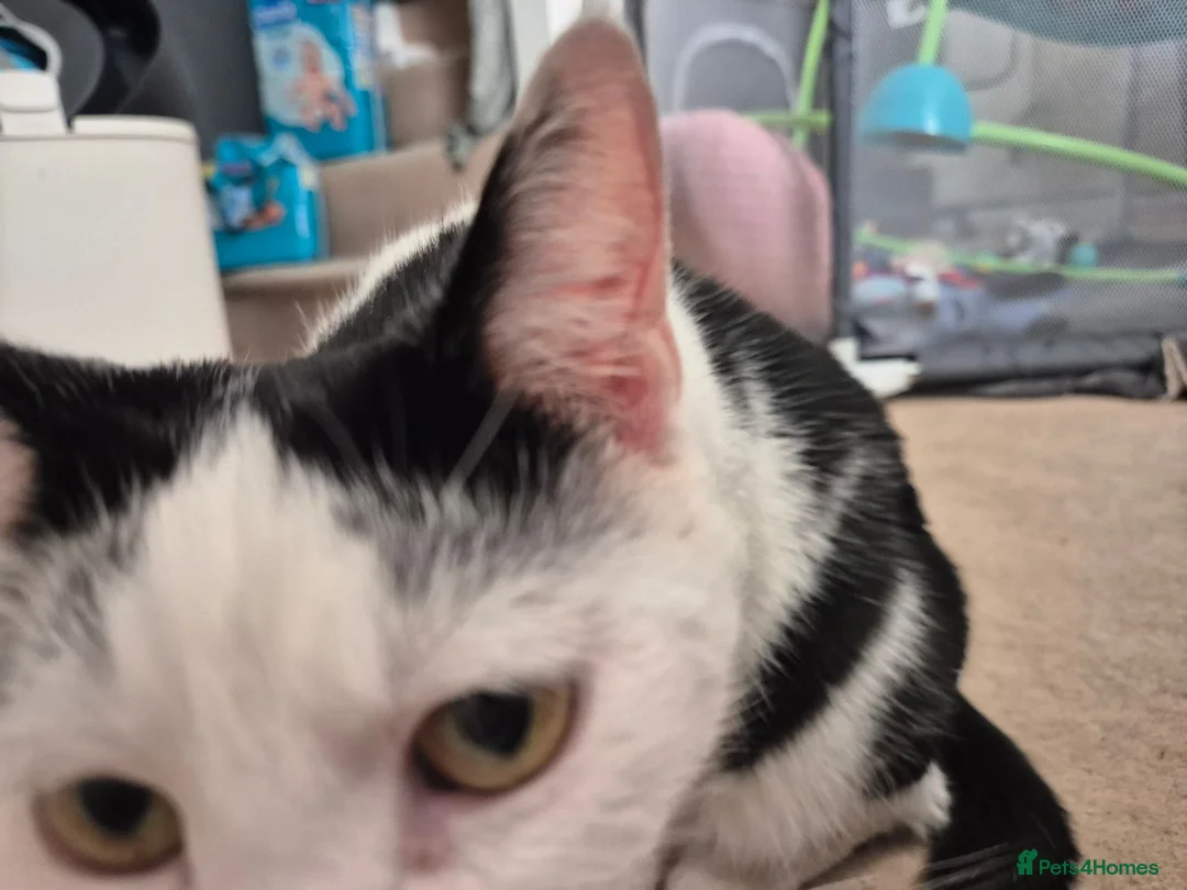 Mixed Breed cats for sale: Black and white Cat -£30 - Advert 6