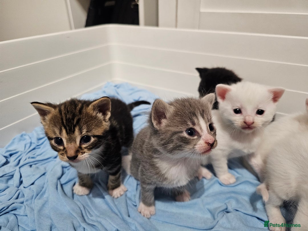 Mixed Breed cats for sale: Kittens Available to Reserve - Image 8