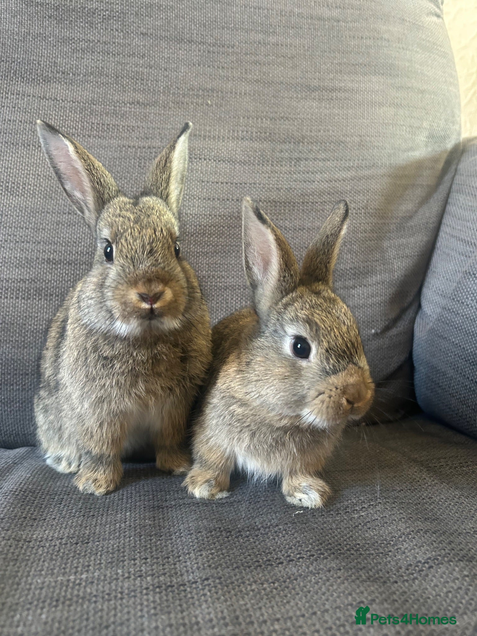 Mixed Breed rabbits Mixed breed baby rabbits - Advert 1