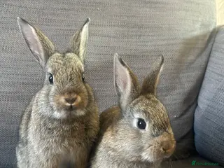 Mixed Breed rabbits Mixed breed baby rabbits - Advert 1