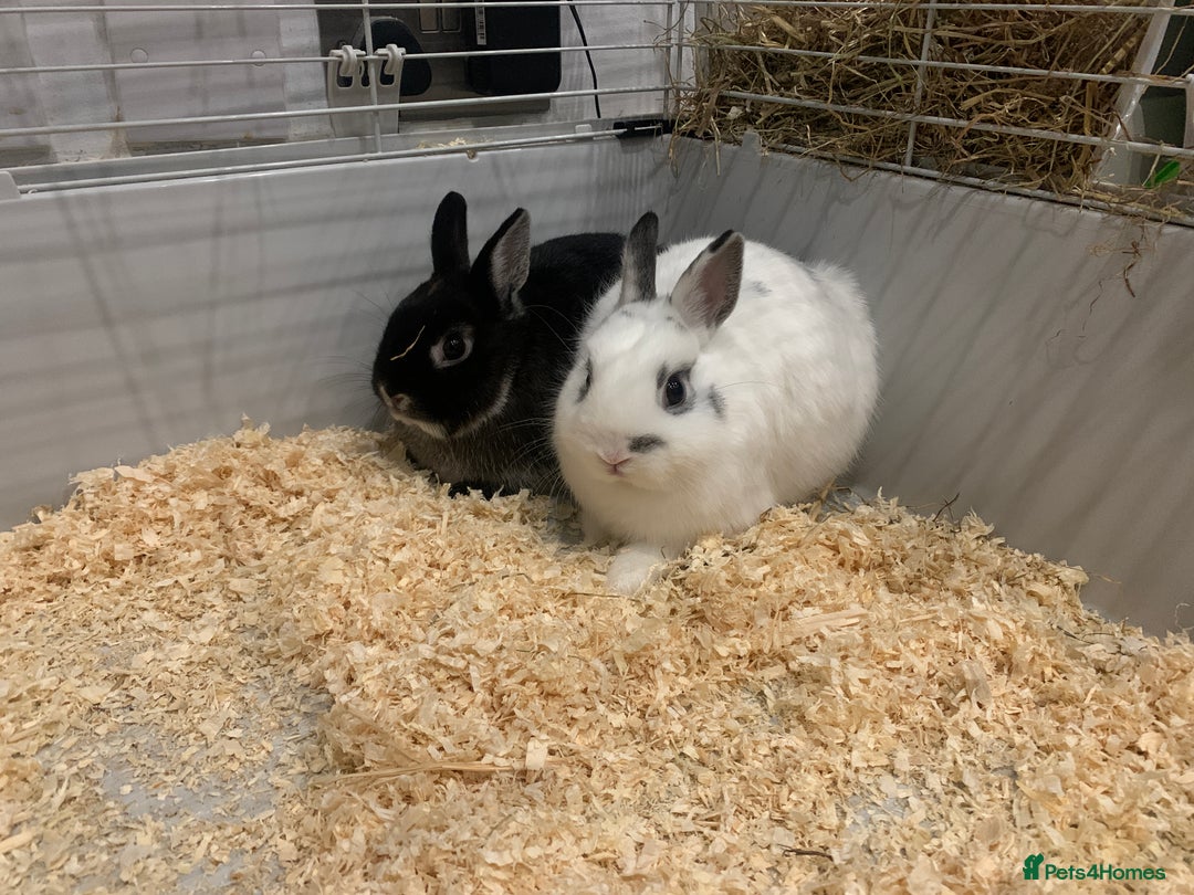 Netherland Dwarf rabbits for sale: Bunnies Netherland Dwarf Rabbits - Image 28