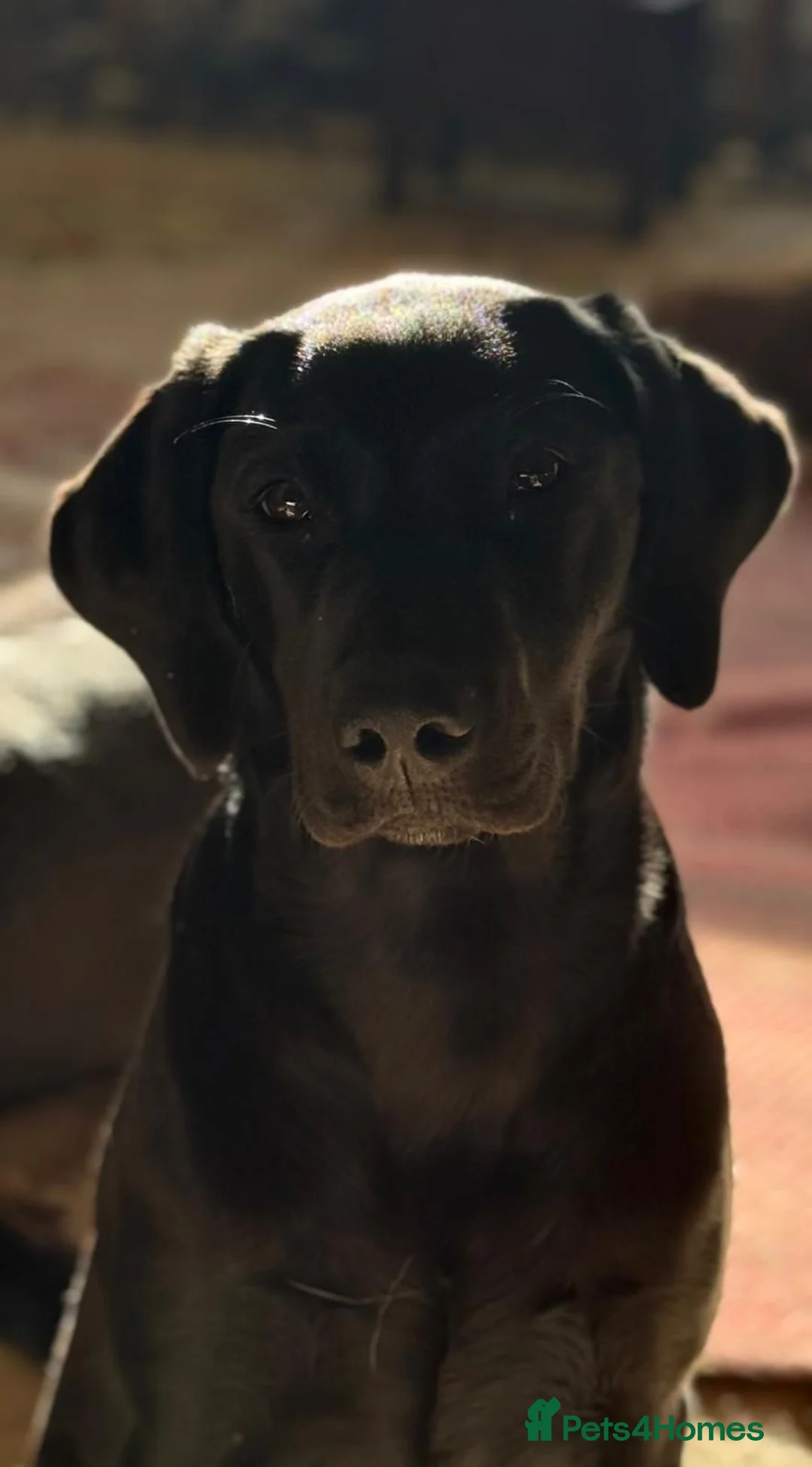 Labrador Retriever dogs for sale: Excellent KC reg-health checked home bred line in Lancaster - Advert 2