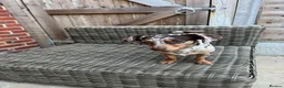 Mixed Breed dogs for sale: Dachshund/Chihuahua/mix breed - Advert 6