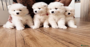 Samoyed dogs - Advert 2