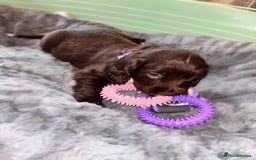 Sprocker dogs for sale: Beautiful litter of working type sprockers  - Image 10