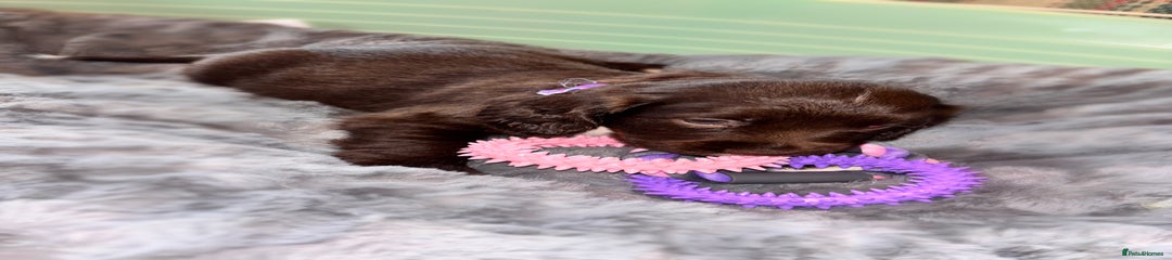 Sprocker Puppy 6