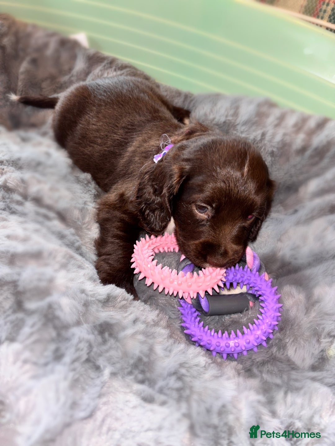 Sprocker dogs for sale: Beautiful litter of working type sprockers  - Image 10