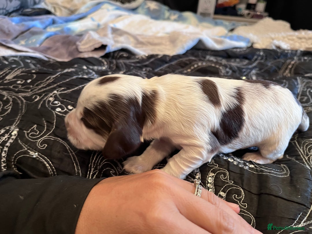 Cocker Spaniel dogs for sale: Kc registered show type cocker spaniel puppies - Image 22