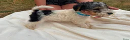 Fox Terrier dogs for sale: Fox Terrier Puppies For Sale  in Ashford - Advert 3