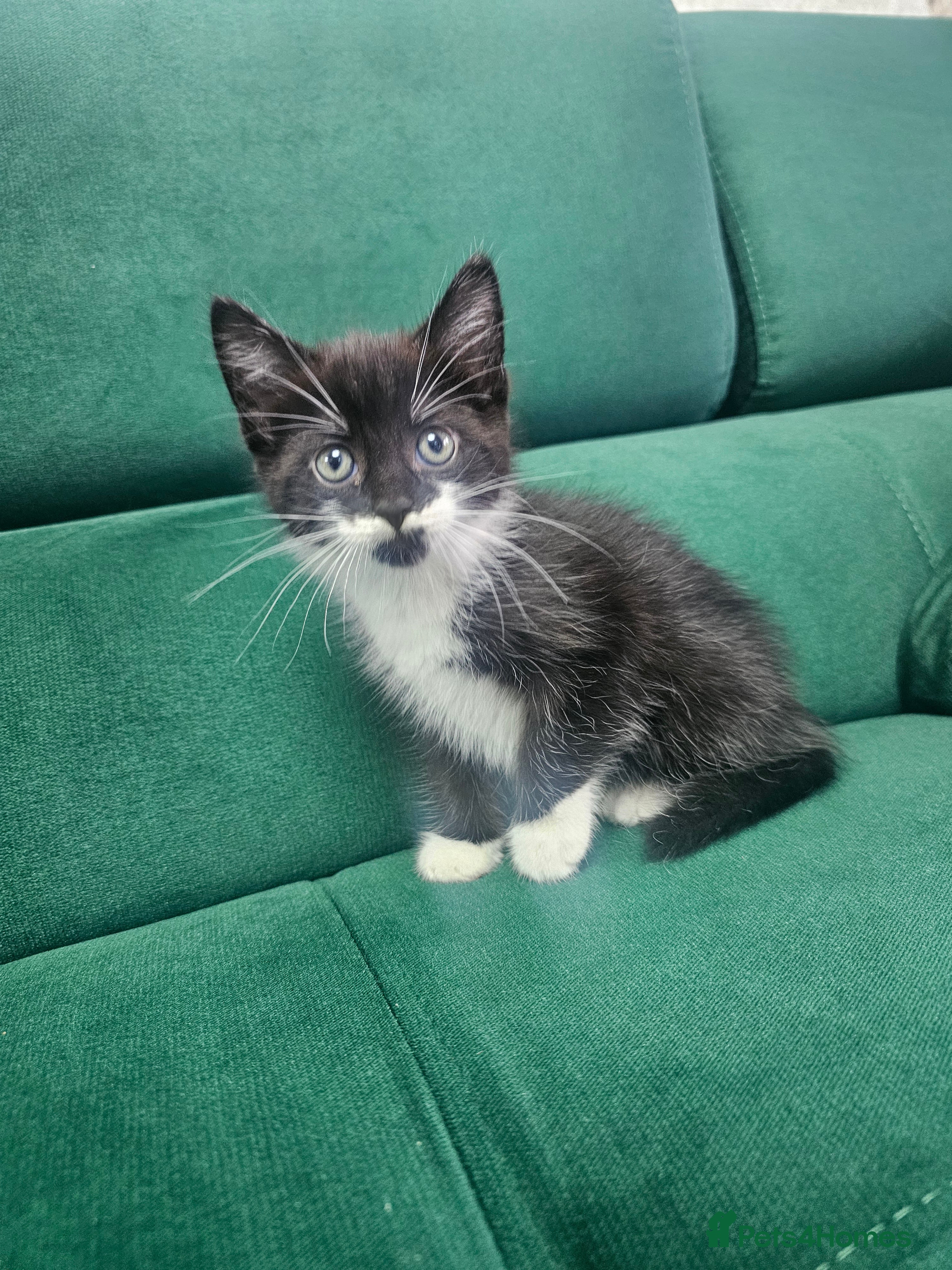 Mixed Breed cats Kittens ready to new home  - Advert 9