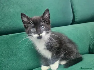 Mixed Breed cats Kittens ready to new home - Advert 6