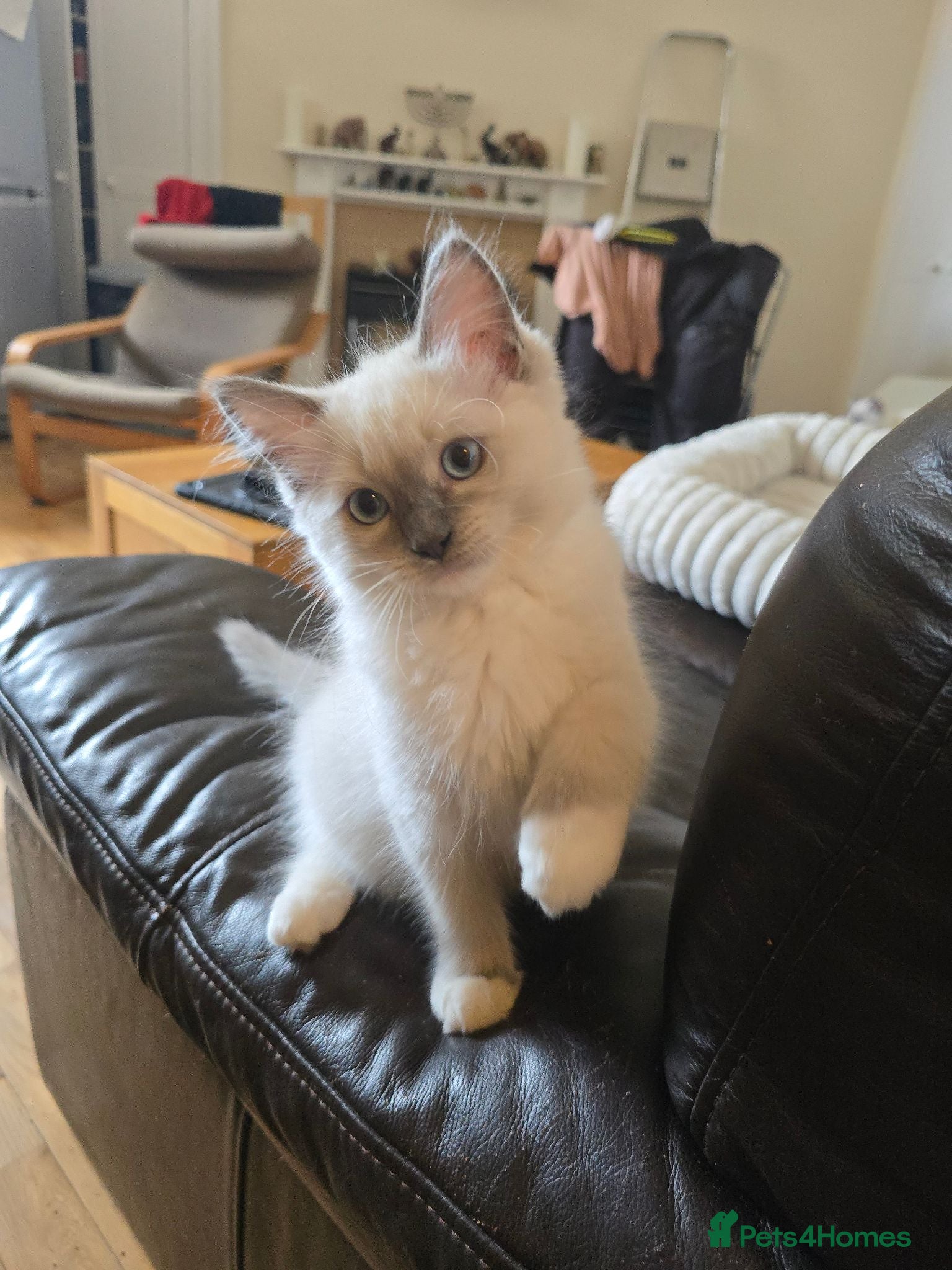 Ragdoll cats 🐾 Beautiful Ragdoll Kittens ready to leave 🐾 - Advert 1