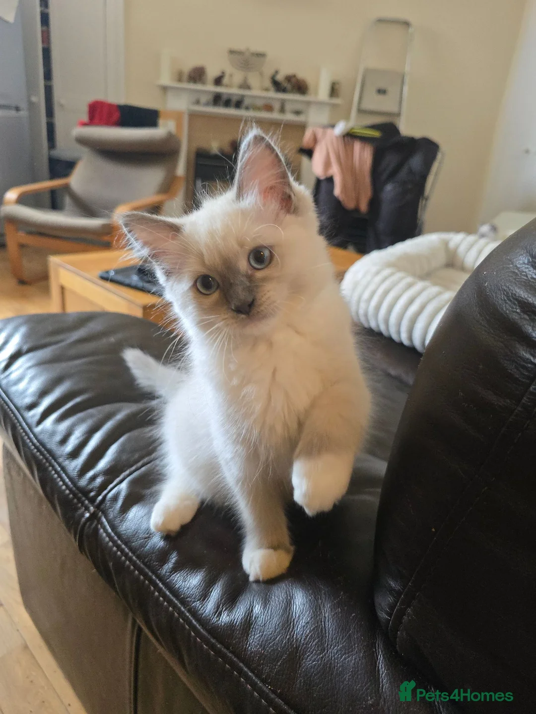 Ragdoll cats for sale: 🐾 Beautiful Ragdoll Kittens ready to leave 🐾 - Advert 1