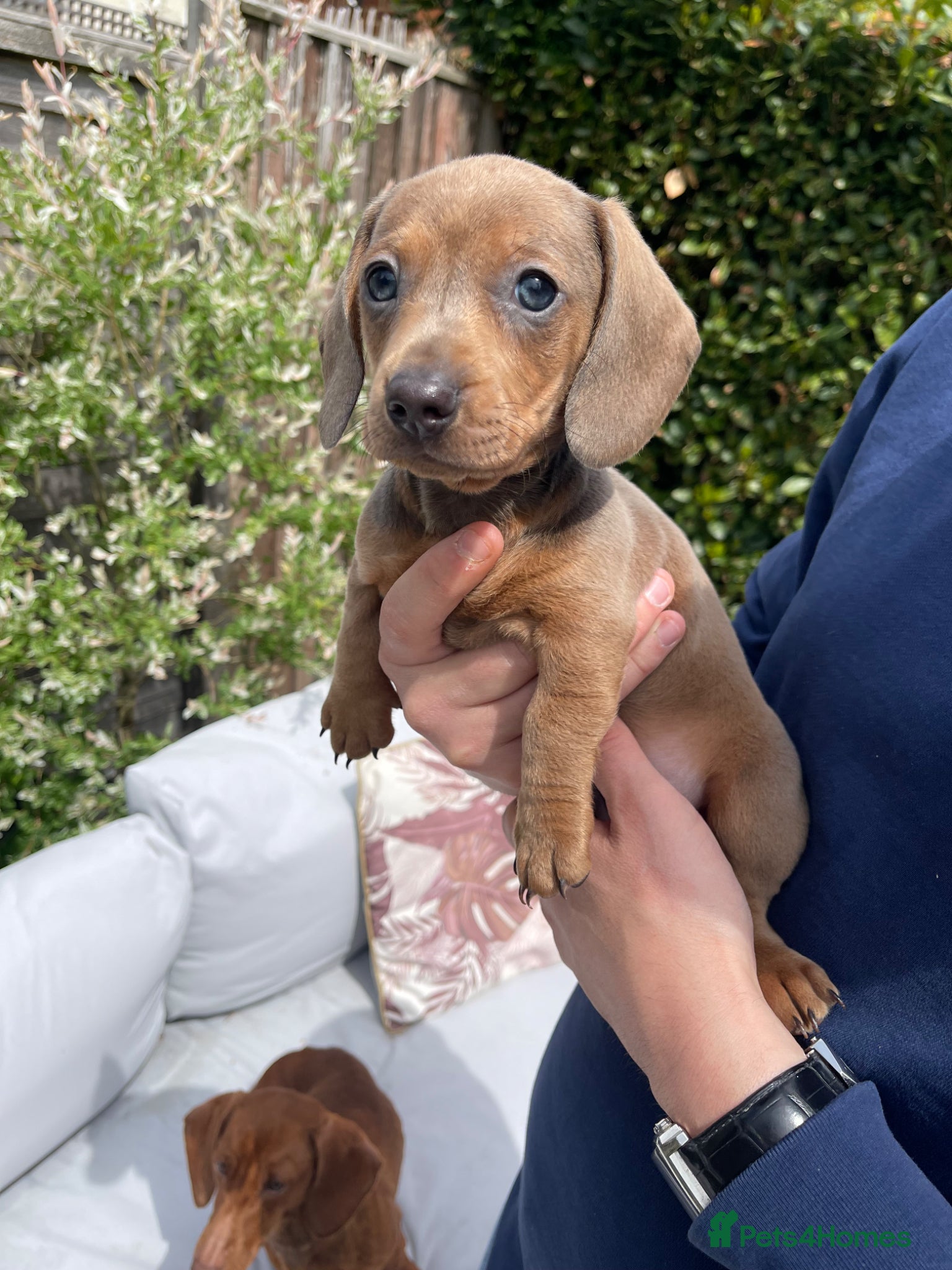 Miniature Dachshund dogs Ready to Collect! Miniature Dachshund Puppies 🐾  - Advert 1