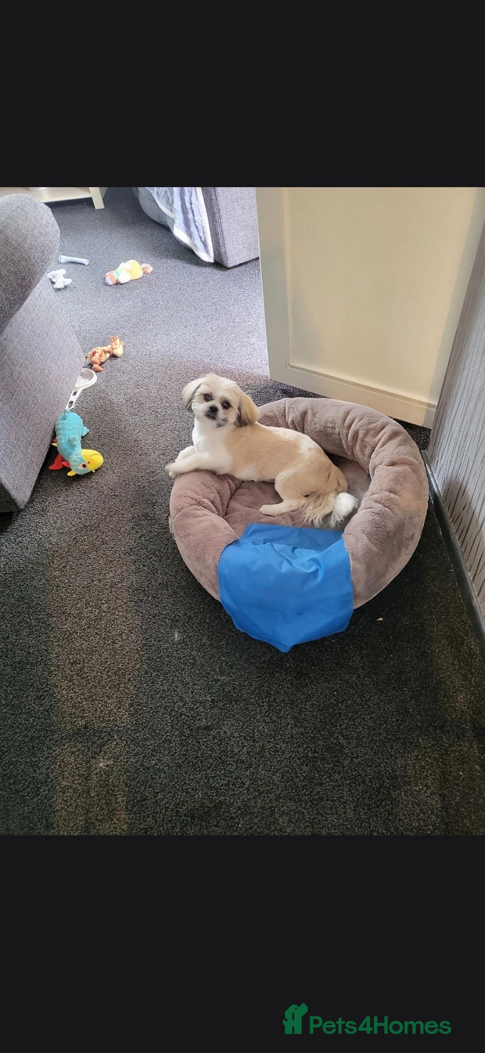 Shih Tzu dogs Lovely 8 month old shih tzu  boy rehome - Advert 1