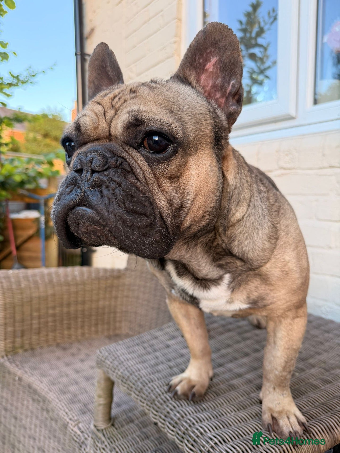French Bulldog dogs RONNIE THE FRENCHIE - Advert 1