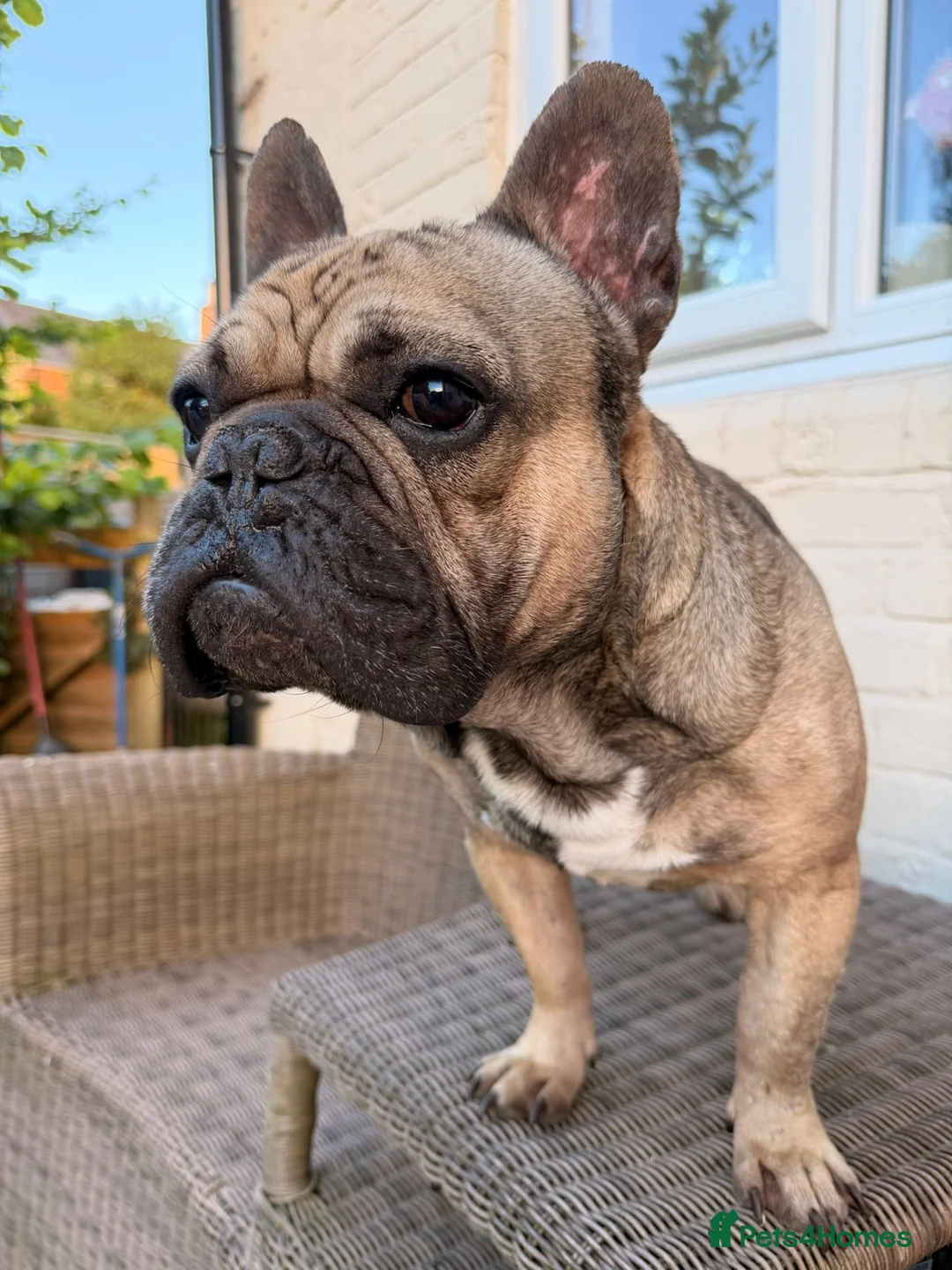 French Bulldog dogs for sale: RONNIE THE FRENCHIE in Moreton-in-Marsh - Advert 1