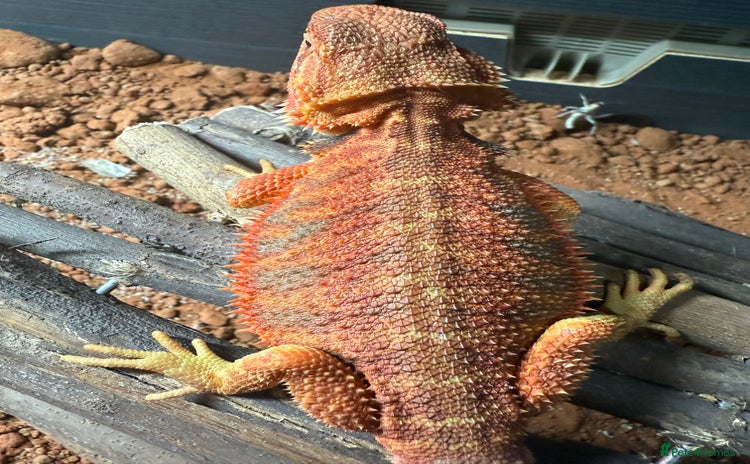 Bearded Dragon reptiles - Advert 2