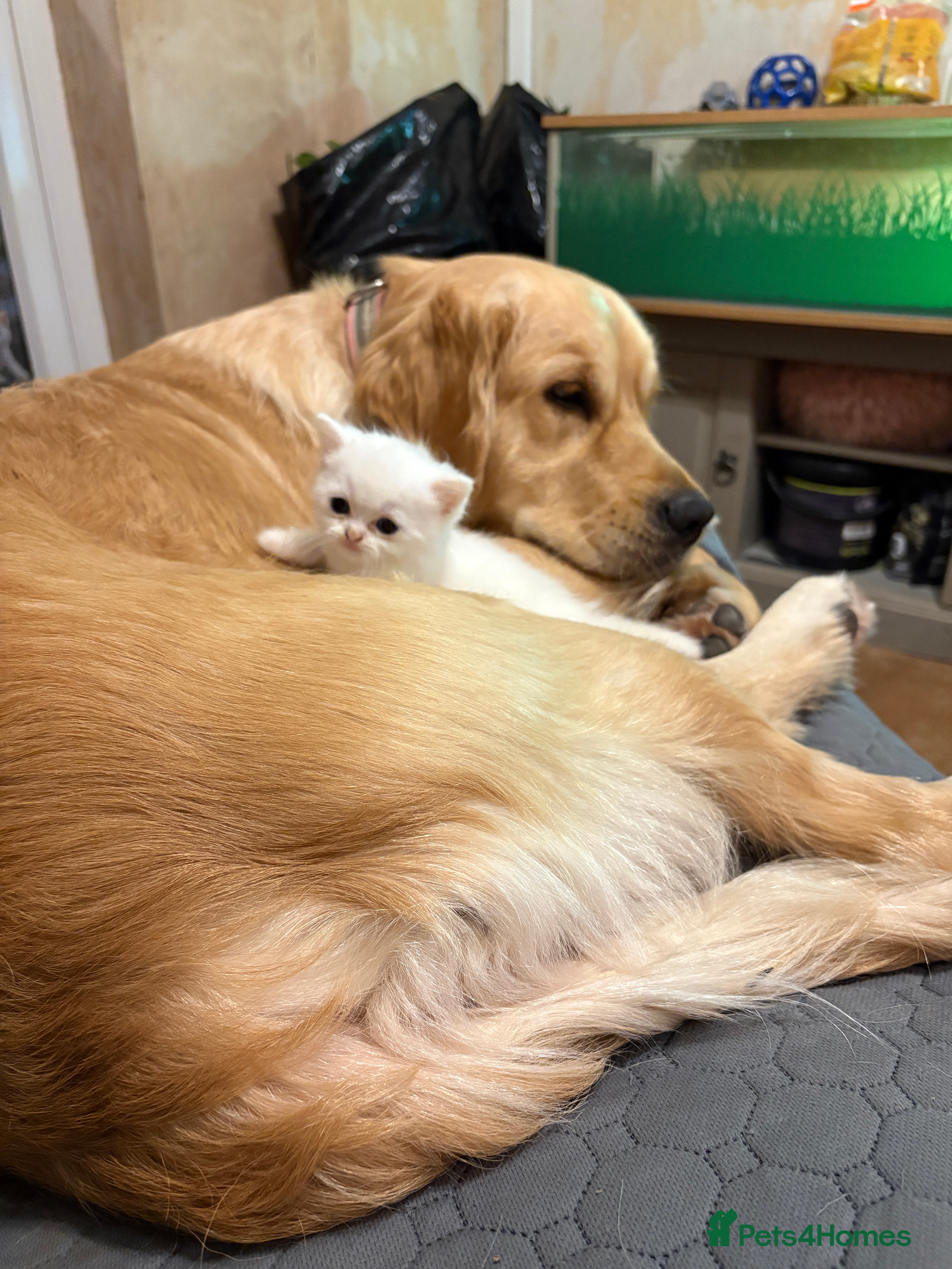 Persian cats White half Persian kitten, ready Christmas eve - Advert 4