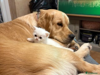 Persian cats White half Persian kitten, ready Christmas eve - Advert 4