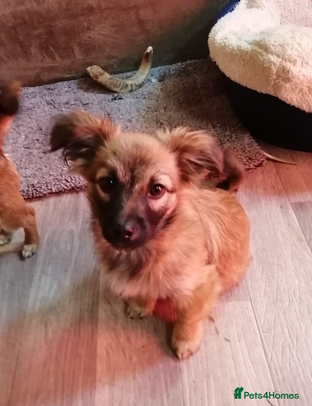 Mixed Breed dogs for adoption: 💙🐶 FUNTIK 🐶💙 - Advert 6