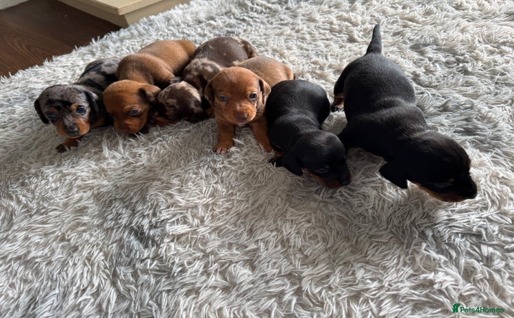 Dachshund dogs - Advert 9