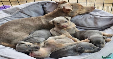 Jack Russell dogs - Advert 6
