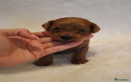 Cavapoo dogs for sale: Fox RED Cavapoo Puppies - Image 12