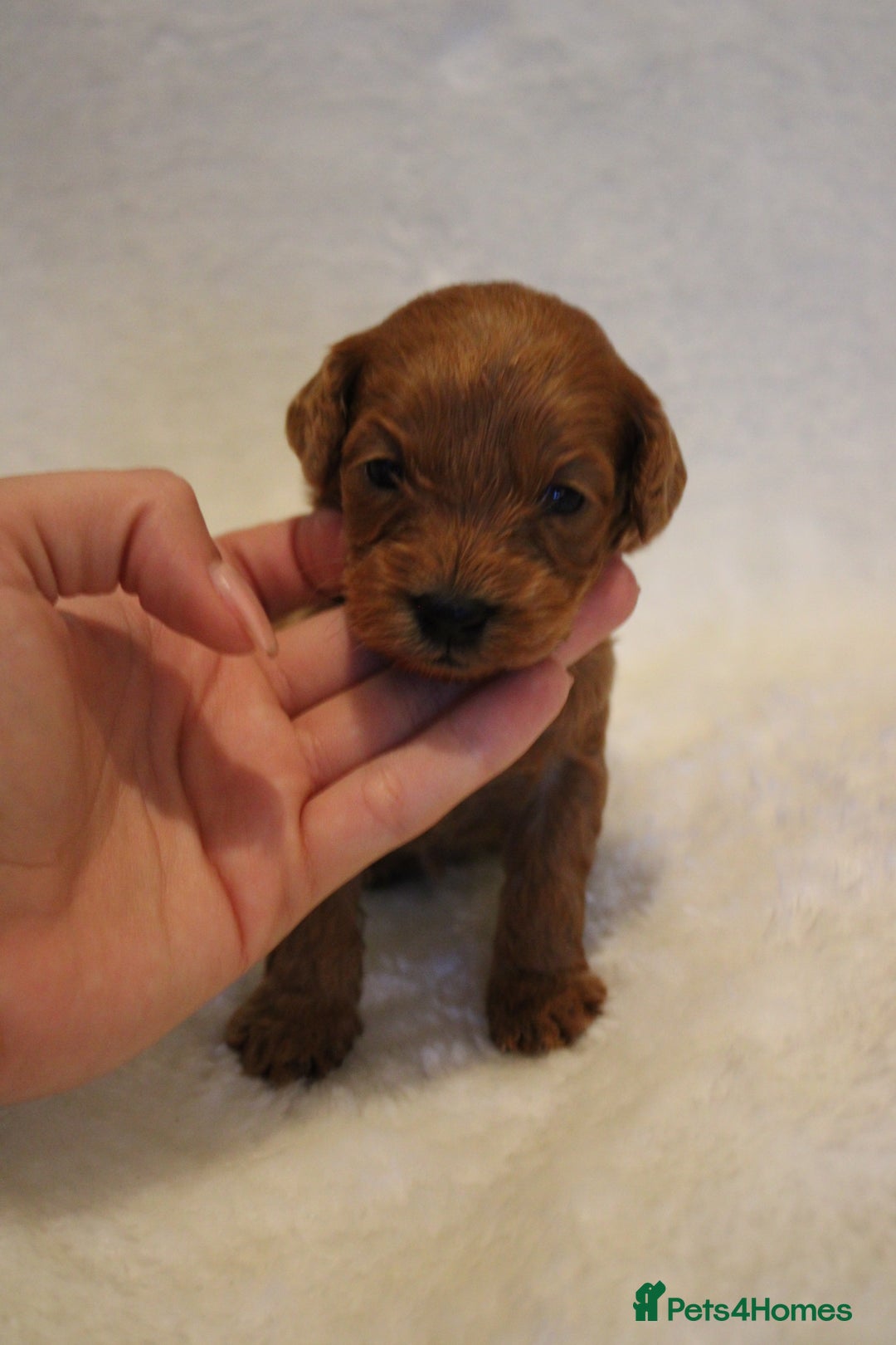 Cavapoo dogs for sale: Fox RED Cavapoo Puppies - Image 12