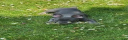 French Bulldog dogs for sale: 1 year old blue French bulldog  - Advert 1