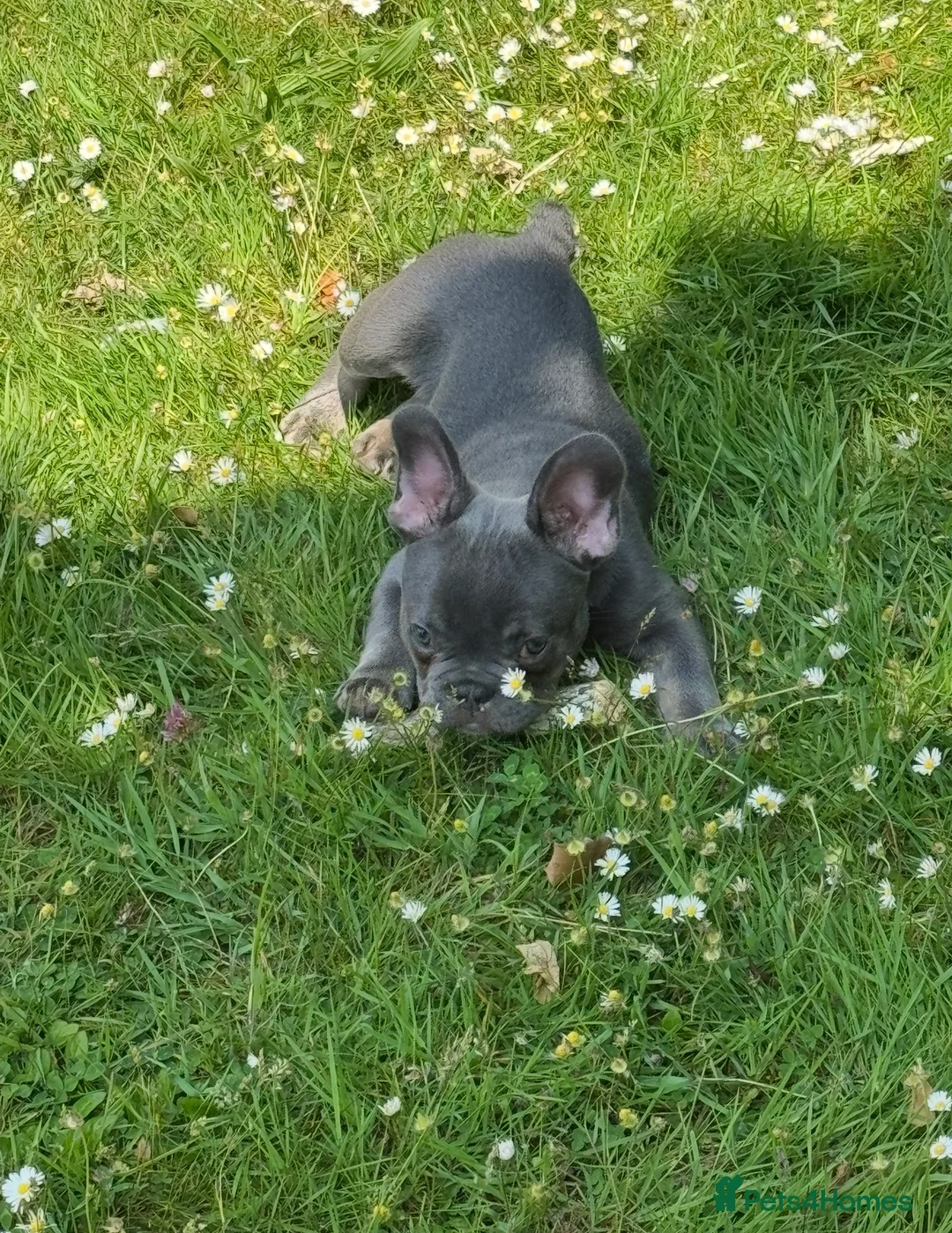 French Bulldog dogs for sale: 1 year old blue French bulldog  - Advert 1